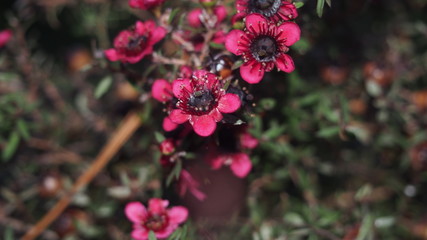 Pink flowers on dense bush close up wide image background