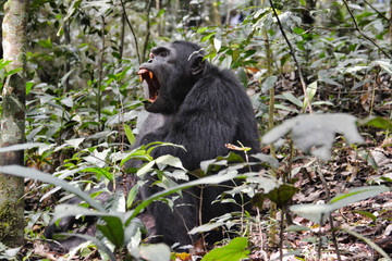 Large male chimpanzee showing red ferocious teeth in Kibale National Park Uganda