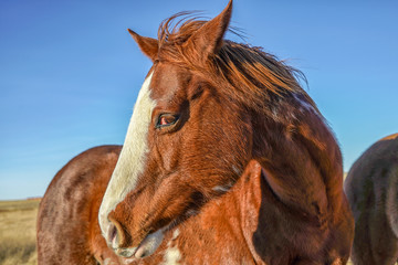 Horse Portrait Acton Montana