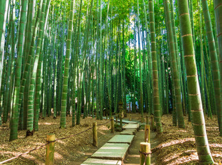 鎌倉　報国寺　竹の庭