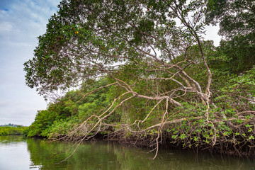 Salt water channels and mangrove trees