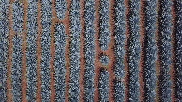 Tequila Agave Plants Birds Eye View of Field. Located in Jalisco, Mexico. Parallel Rows Can be Seen From 4k Aerial Drone