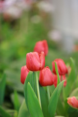 Red tulip flower