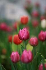 Fototapeta premium Red tulip flower