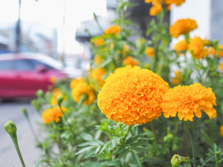 Marigold