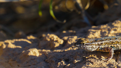 earless lizard at washington ranch