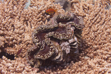 Large Clam on Table Coral