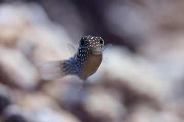 Hawaiian Whitespotted Puffer on Coral Reef