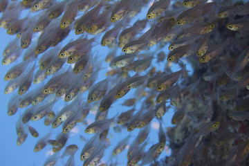 School of Golden Sweepers in Red Sea