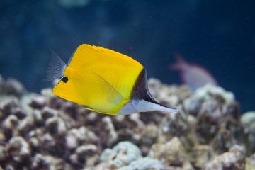 Fototapeta na wymiar Common Longnose Butterflyfish on Coral Reef