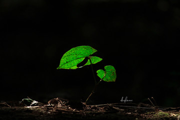 plant growing from earth