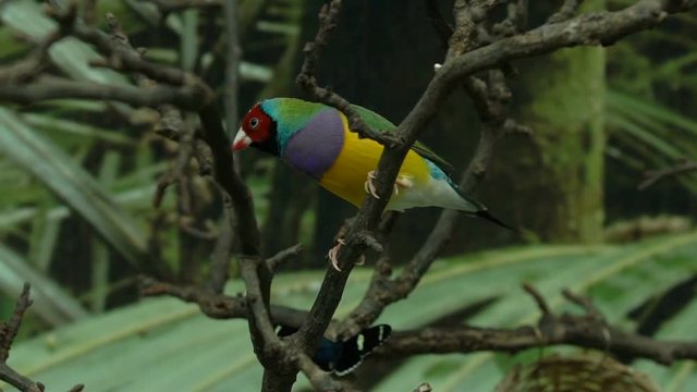 Lady Gouldian finch, little colorful bird hopping on tree branches, exotic pets
