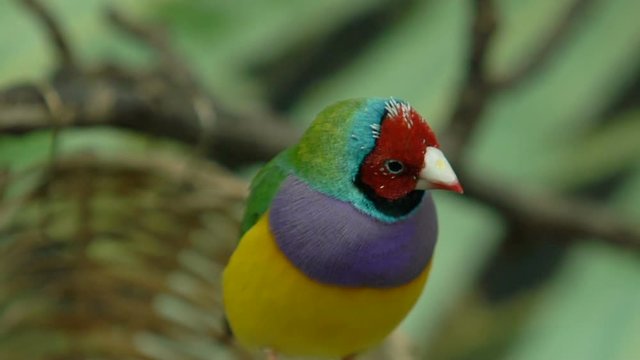 Little colorful bird Lady Gouldian finch sitting on tree branches, exotic pets