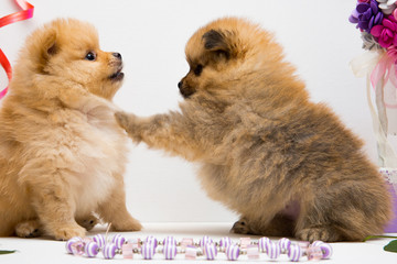 Puppy spitz