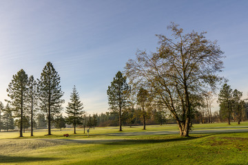 Fototapeta na wymiar Green field with trees at sunny autumn day with bright sky.