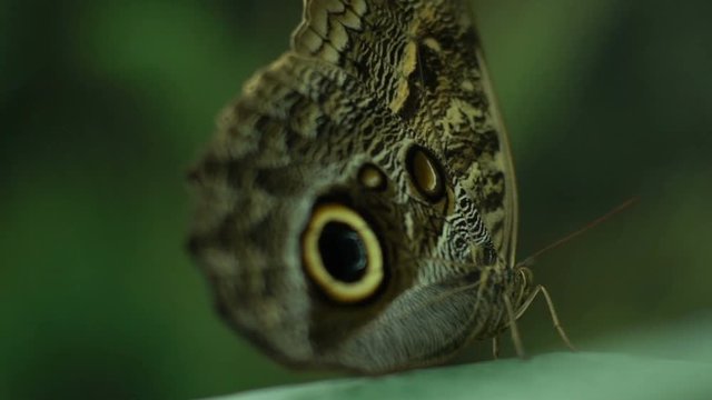 South America beautiful exotic butterfly Caligo memnon, entomology hobby