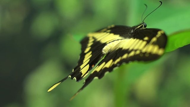 Papilio thoas beautiful exotic butterfly from South and North Americas, insects