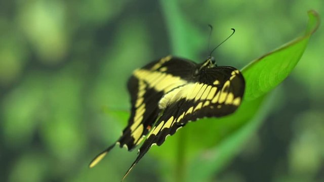South and North America entomology, beautiful exotic butterfly Papilio thoas