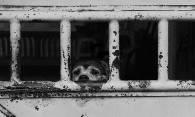 Imprisoned