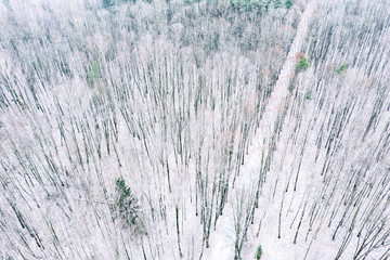 winter landscape with frosty bare deciduous trees. aerial view 