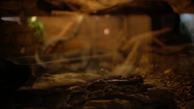 Boa in terrarium (Boa constrictor Linnaeus)