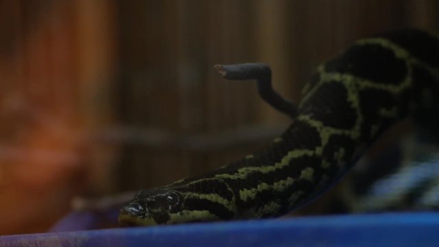 Black tailed python in terrarium (Python molurus)