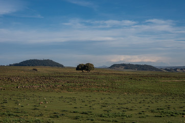 Fototapeta na wymiar Landscape with highland meadows and hills in the Middle Atlas, Azrou, Morocco