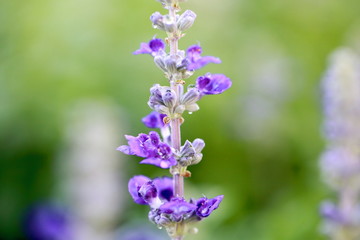 Obraz premium Salvia Blue in Winter
