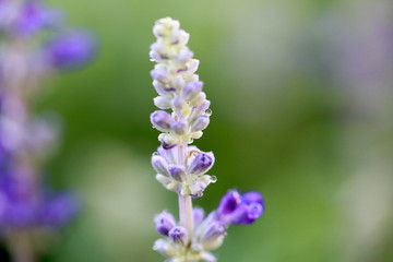 Obraz premium Salvia Blue in Winter