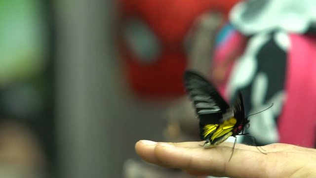 South Asia insect, exotic butterfly Troides radamanthus sitting on human hand