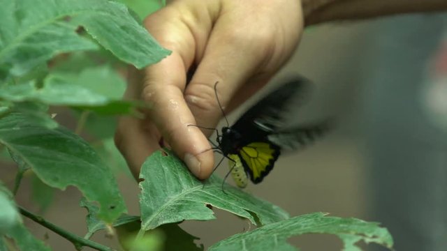 Hand picking up Troides radamanthus beautiful exotic butterfly from South Asia