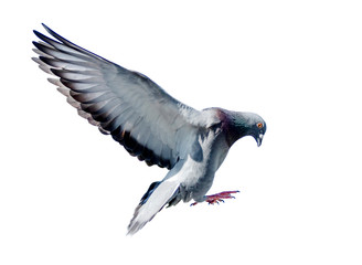 full body of flying pigeon bird isolated white background