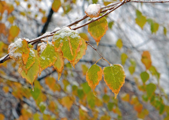 birch branch in the snow