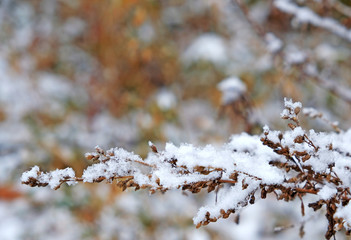 branch of a bush in the snow, winter background