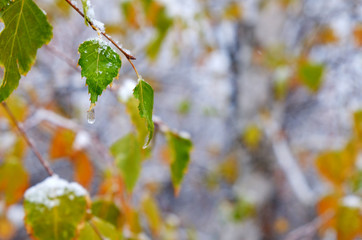 snow-covered tree branch, natural background