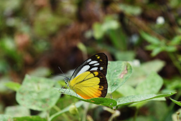 Orange Gull butterfly (Cepora judith) on leaf with natural green and brown background, Black pattern with yellow and orange color on white wing of tropical insect, Thailand