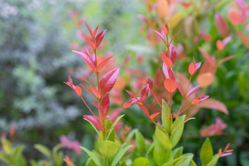 Backgrounds Textures Red leaf