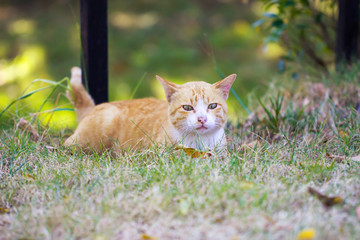 Naklejka na ściany i meble Cute cat in the grass
