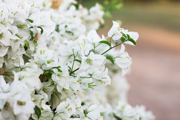 Beautiful white bougainvillea flowers in garden, nature background