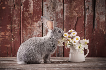 bunnyes with spring flowers on old wooden background