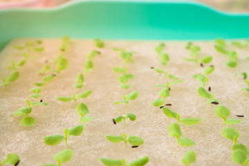 Plant seedling, vegetables farm. Selective focus on growing plant