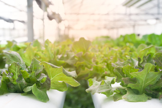 Fresh and growing hydroponic salad vegetables in greenhouse with sun light