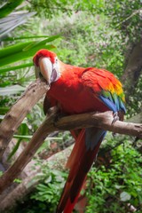 blue and yellow macaw