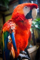 blue and gold macaw