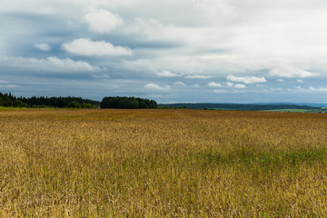 Field of Golden wheat under the blue sky and clouds
