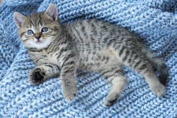 Fototapeta na wymiar Striped scottish little kitten on a blue knit background.Gray fluffy kittenwith blue eyes .Pets