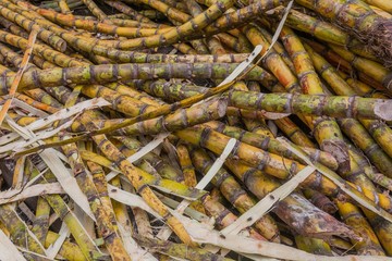 Sudar cane