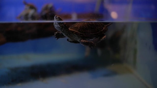 European pond turtle in terrarium (Emys orbicularis)