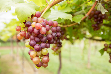 ripe red grape on tree in vineyard . harvest season 