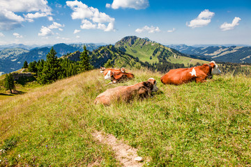 Cows on the summit - Stuiben - Bavaria – Germany